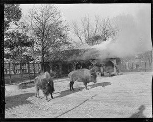 Buffalo house fire at Franklin Park Zoo