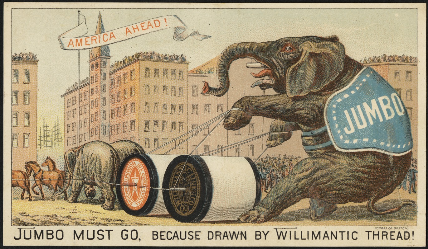 Jumbo must go, because drawn by Willimantic thread! America ahead!