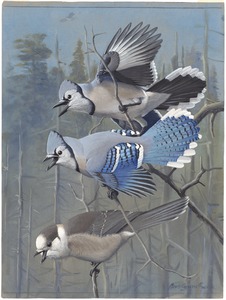 Plate 58: Blue Jay, Canada Jay