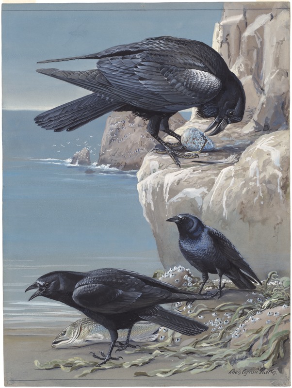 Plate 59: Northern Raven, Fish Crow, Crow