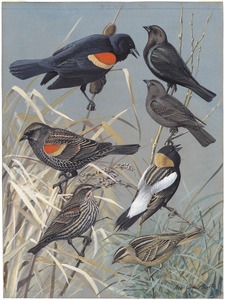 Plate 60: Red-winged Blackbird, Cowbird, Bobolink