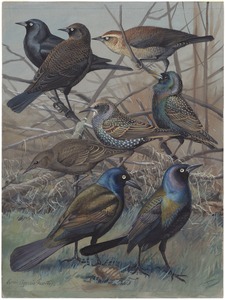 Plate 62: Rusty Blackbird, Starling, Purple Grackle, Bronzed Grackle