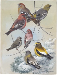 Plate 63: Pine Grosbeak, Purple Finch, Evening Grosbeak