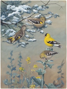 Plate 66: Pine Siskin, Goldfinch