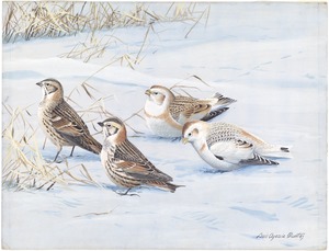 Plate 67: Lapland Longspur, Snow Bunting