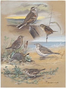 Plate 68: Vesper Sparrow, Henslow's Sparrow, Grasshopper Sparrow, Ispwich Sparrow, Savannah Sparrow