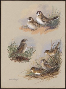 Plate 69: Lark Sparrow, Seaside Sparrow, Sharp-tailed Sparrow, Acadian Sharp-tailed Sparrow, Nelson's Sparrow