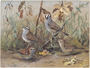 Plate 70: White-throated Sparrow, White-crowned Sparrow