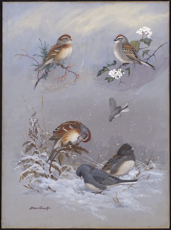 Plate 71: Field Sparrow, Chipping Sparrow, Tree sparrow, Slate-colored Junco