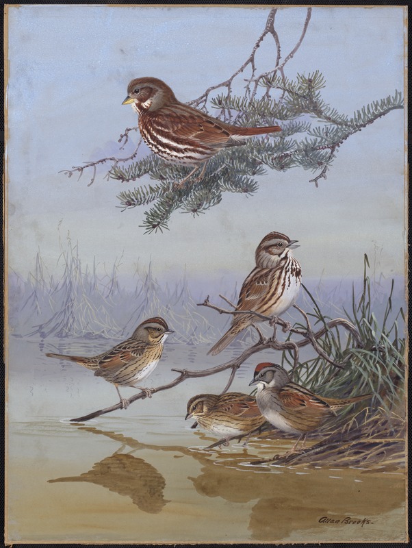 Plate 72: Fox Sparrow, Song Sparrow, Lincoln's Sparrow, Swamp Sparrow