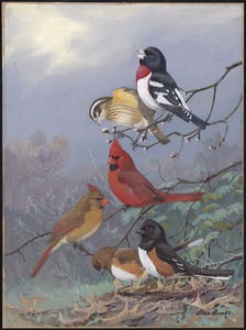 Plate 73: Rose-breased Grosbeak, Cardinal, Towbee