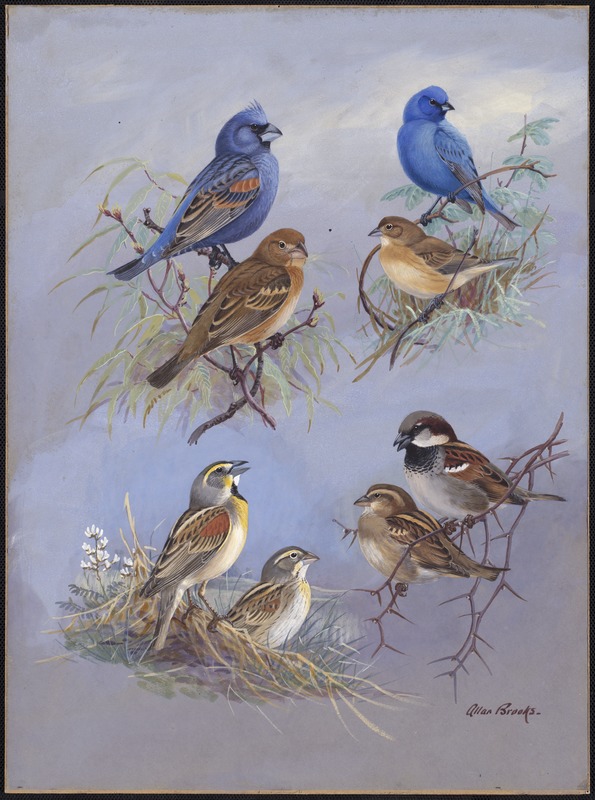 Plate 74: Blue Grosbeak, Indigo Bunting, Dickcissel, House Sparrow