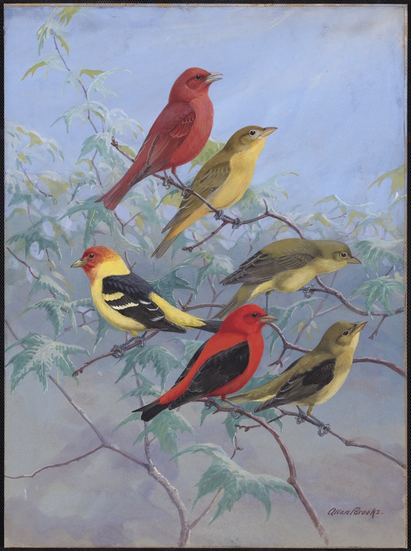Plate 75: Summer Tanager, Western Tanager, Scarlet Tanager