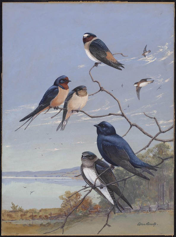 Plate 76: Cliff Swallow, Barn Swallow, Purple Martin