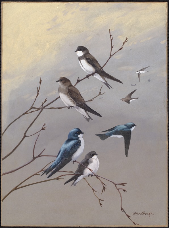 Plate 77: Bank Swallow, Rough-winged Swallow, Tree Swallow