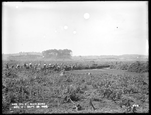 Sudbury Reservoir, Section O, removing muck, from the south, Marlborough, Mass., Sep. 25, 1896