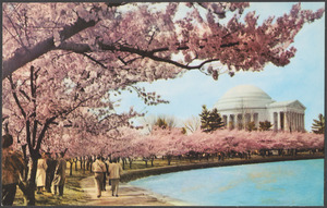 Cherry blossom time, Thomas Jefferson Memorial, Washington, D.C.