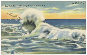 Sea gulls dip over breaking waves at Belmar, N. J.