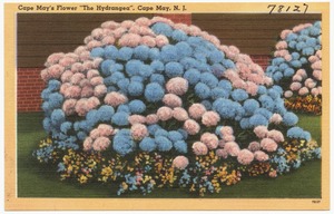 Cape May's flower "The Hydrangea", Cape May, N. J.