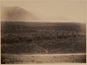 Delphi. "Sacred Plain," from Amphictyon Hill