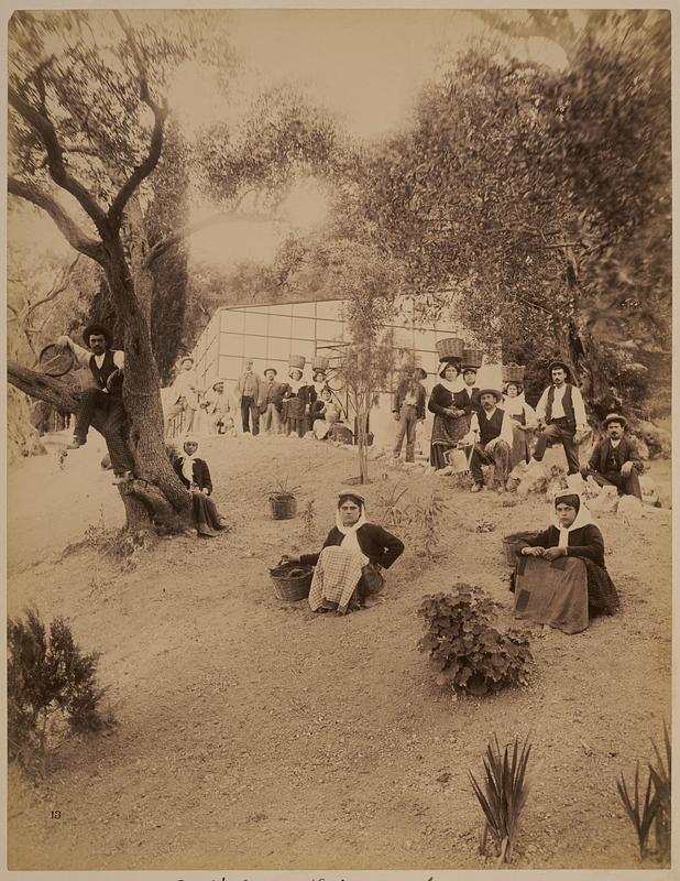 Achilleon [i.e. Achilleion], olive gatherers