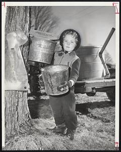 Lending a Hand in harvesting maple sugar is four-year-old Nancy Towle of Fremont, N. H. The girl's father, Charles, who helps operate Currier Farm in Fremont, said the sap is running unusually early this year. He said this is due to a few warm days and plenty of moisture in the soil.