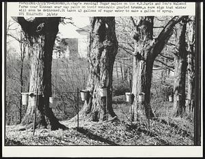 Sap's running! Sugar maples on the W. D. Davis and Son's Walwood Farms near Kinsman wear sap pails on their venerable gnarled trunks, a sure sign that winter will soon be dethroned. It takes 43 gallon of sugar water to make a gallon of syrup.