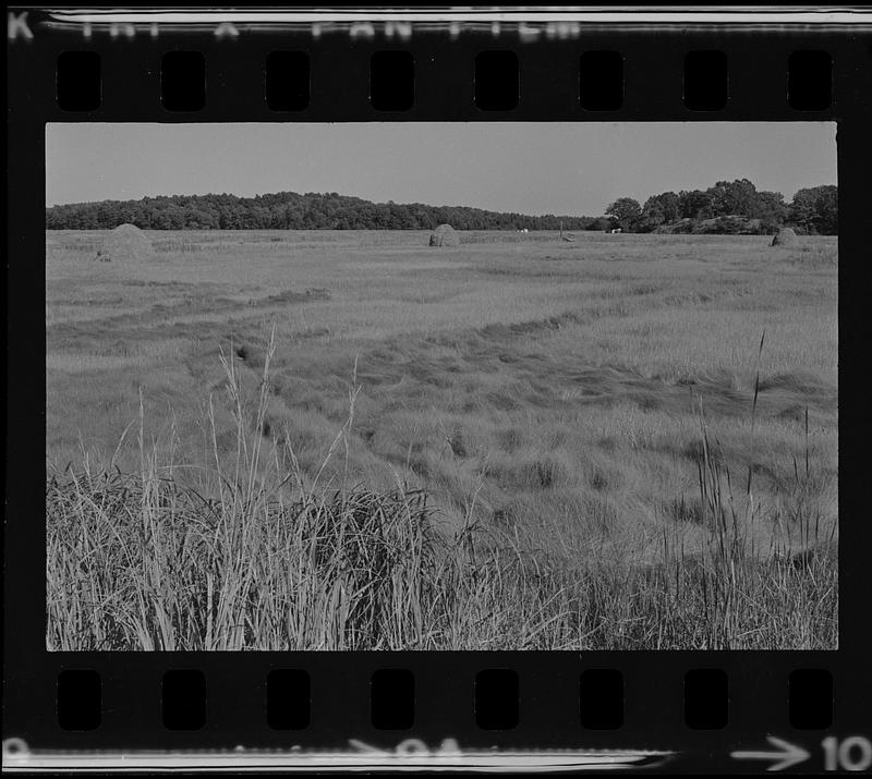 Salt hay stacks Newbury