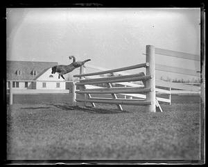 Dog jumping over a fence