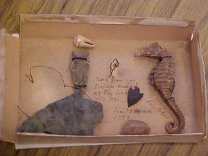 Small sea horse