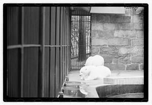 Bears at zoo
