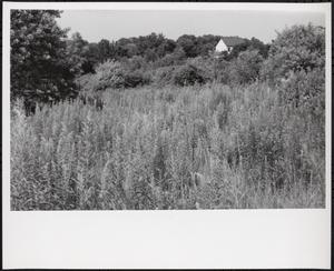 Meadow, Boston