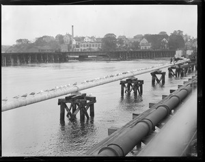 Sea gulls, Beverly, Mass.