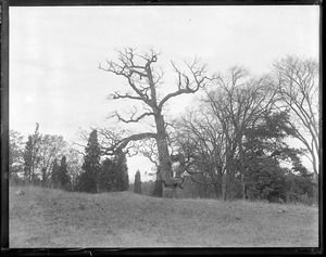 Historical oaks at Waverly, MA - gradually dying off
