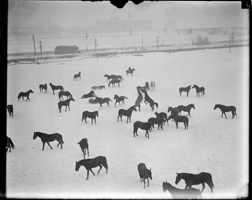 Horses frolic in snow, Commonwealth Armory