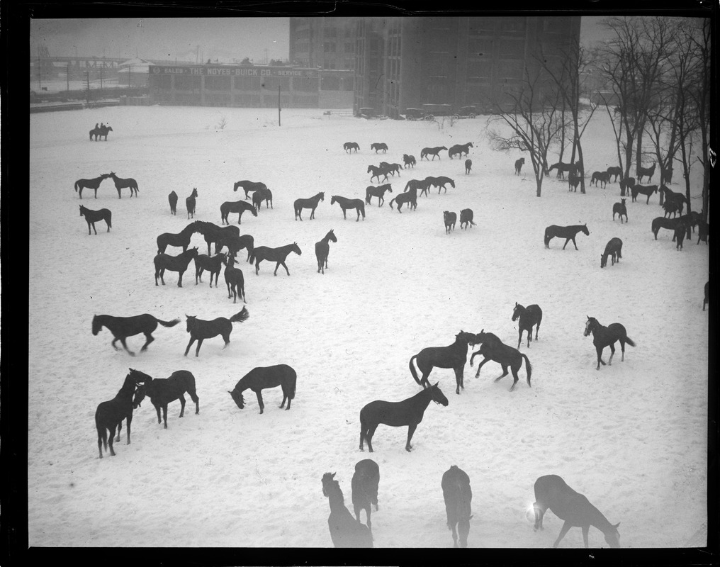 Horses at Commonwealth Armory in snow