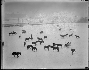 National Guard calvary horses frolic in the snow at Commonwealth Armory