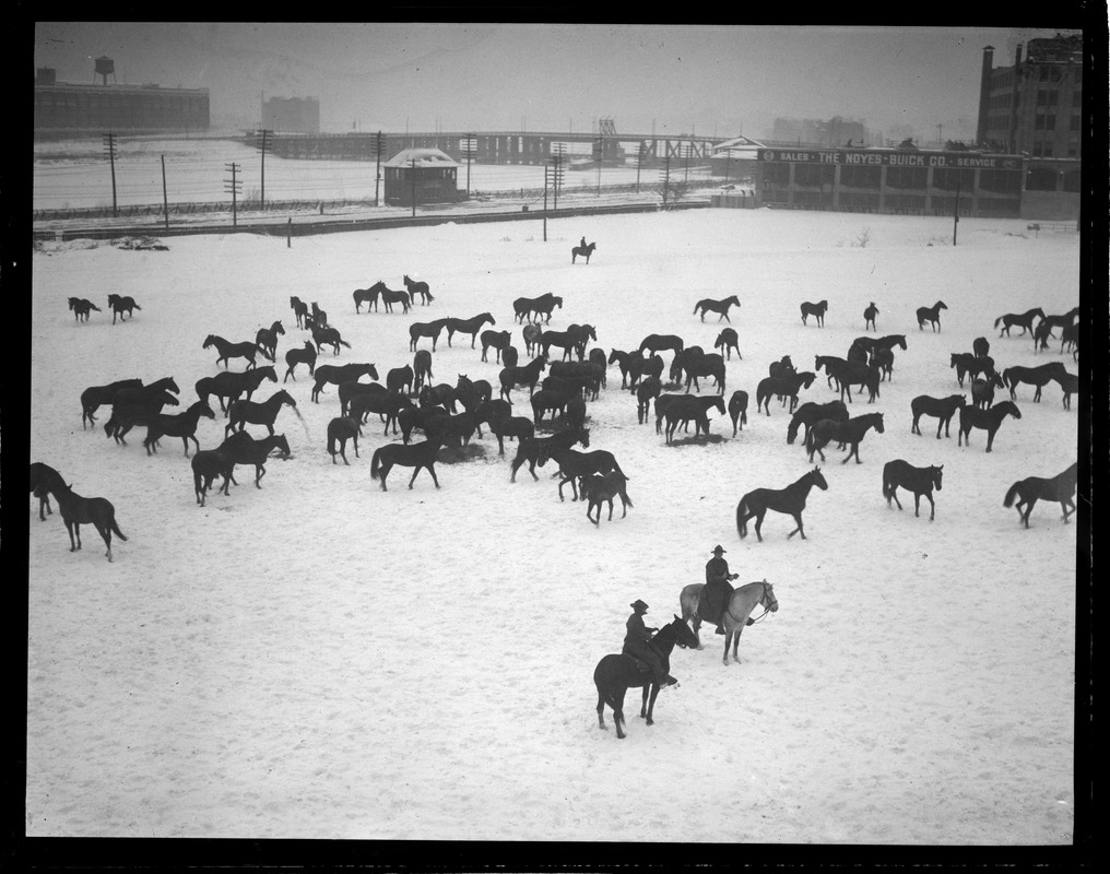 Horses at the Commonwealth Armory before the guard had tanks and jeeps