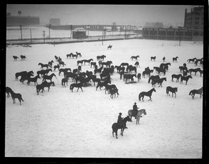 Horses at the Commonwealth Armory before the guard had tanks and jeeps