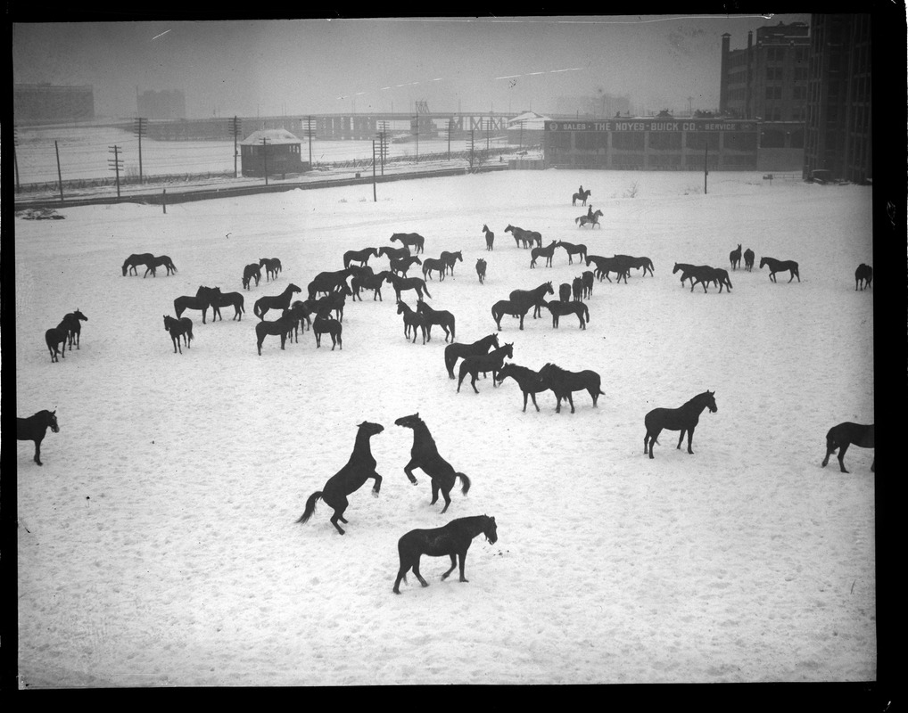 Calvary horses "horse around" in the snow at the Commonwealth Armory
