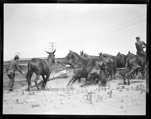 Horses at Camp Devens