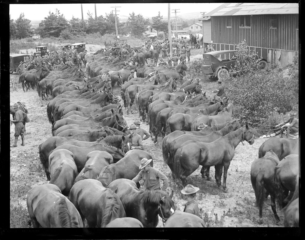 Horses at Camp Devens