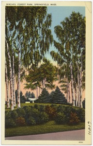 Birches, Forest Park, Springfield, Mass.