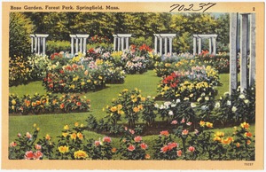 Rose gardens, Forest Park, Springfield, Mass.