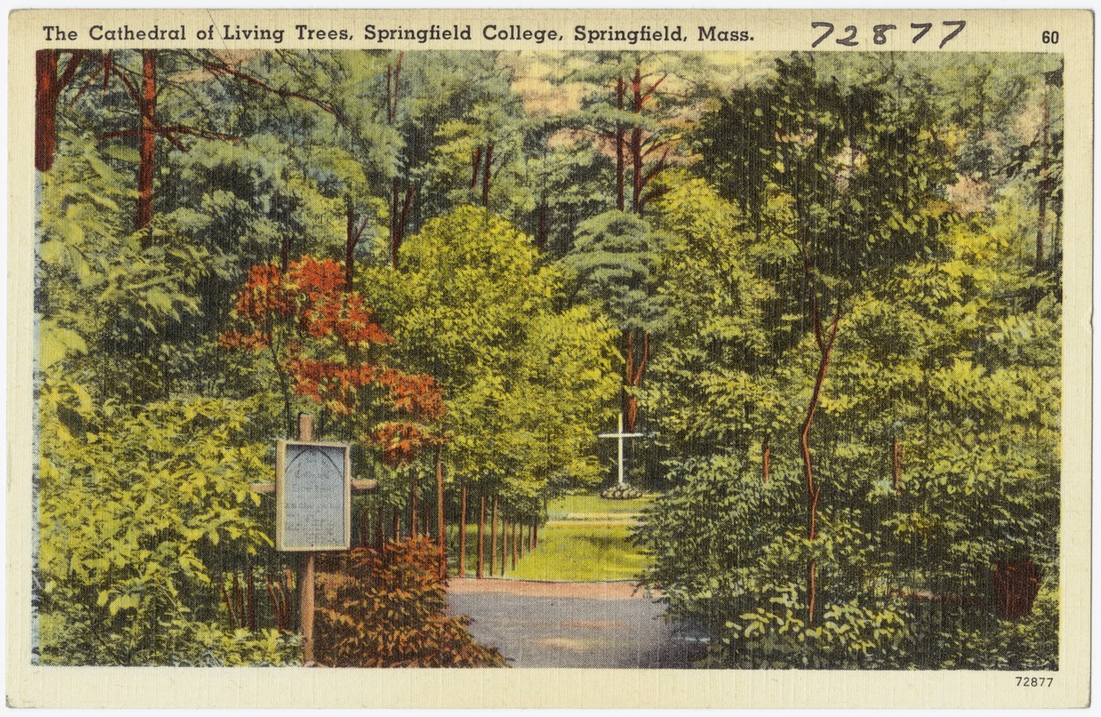 The Cathedral of Living Trees, Springfield College, Springfield, Mass.