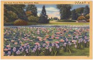 Lily pond, Forest Park, Springfield, Mass.