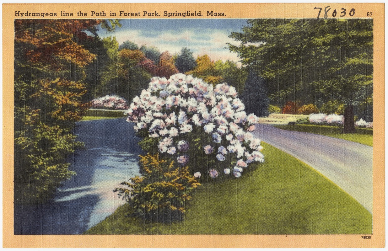 Hydrangeas line the path in Forest Park, Springfield, Mass.