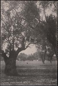 Olives trees round Athens