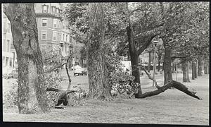 Beacon + Charles St. - trees flown down on Boston Common.