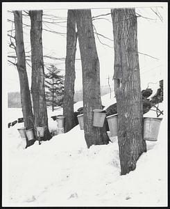 Maple trees - South Woodstock, Va.